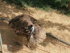 -石家庄市动物园