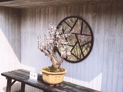-香雪海