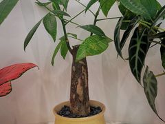 -艾薯夫妇Aysh(福田星河COCOPark店)