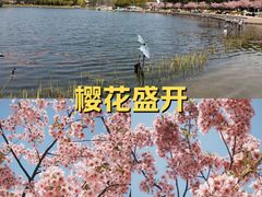 -新江湾城公园
