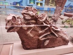 -陕西自然博物馆