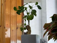 -芦茨金富饭庄·25年老字号·专做稻草鸡