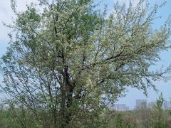 -盘龙城国家考古遗址公园