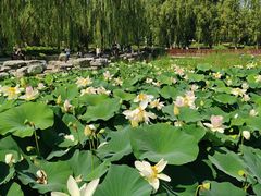 -莲花池公园