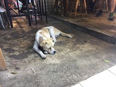 -傅强排骨(成都总店)