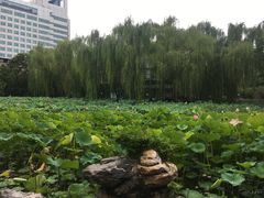 -莲湖公园