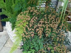 -心足私家足疗SPA(深圳湾店)