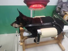 -利又安动物医院··老年病·猫科犬科·中兽医