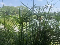 -东莞植物园