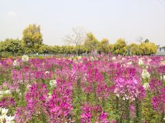 -广东花都香草世界旅游度假区