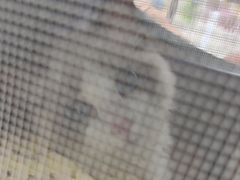 -艾贝尔宠物医院·24H转诊中心·肿瘤猫专科(江宁双龙店)