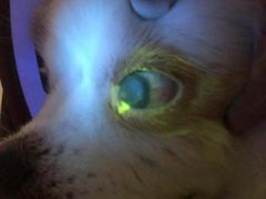 -福懋动物医院·犬猫全科·外科·重症科(杏林分院)