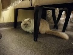 -猫色咖啡·猫咖
