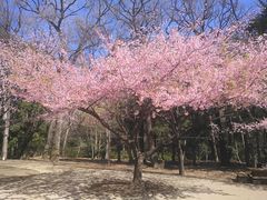 -井之头恩赐公园