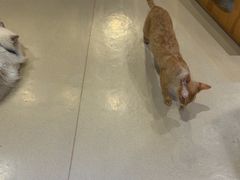 -藏猫猫咖啡主题馆(中央大道店)