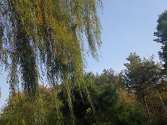-黑龙江省森林植物园