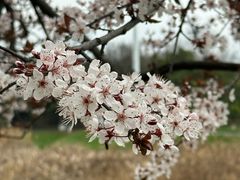 -两河城市森林公园