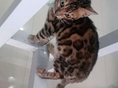 -喵百万·布偶·蓝金金渐层英短·猫舍(百子湾店)