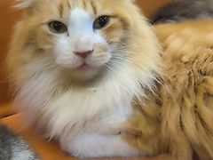 -豆逗聊愈猫阁Easy Life