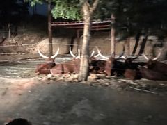 -清迈夜间动物园