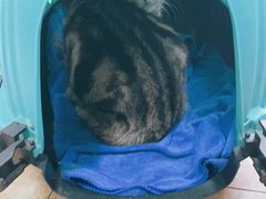-A猫a狗全科·犬猫异宠·芥西宠物医院(南开总院)