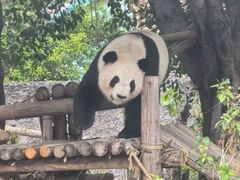 -灵玲国际马戏城