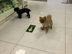 -FAELING PETS美天灵宠物(富力广场店)