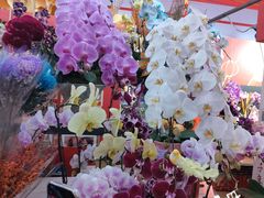 -越秀西湖花市(广州城市广场花卉店)