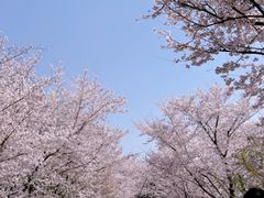 -顾村公园