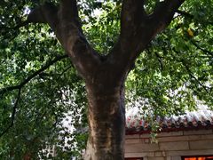 -青岛崂山太清宫