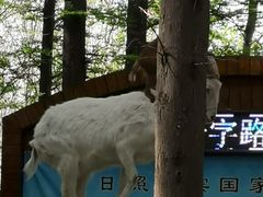 -日照海滨国家森林公园