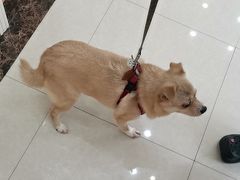 -瑞鹏宠物医院·夜间急症·心超·猫科(祖庙分店)