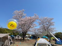 -上海滨江森林公园