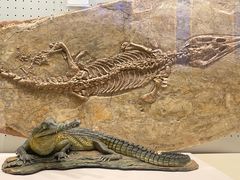 -辽宁古生物博物馆