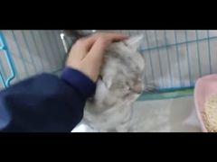 -萌兽医馆·宠物医院·猫骨科(创景店)