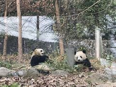 -都江堰中华大熊猫苑