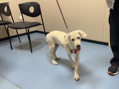 -瑞鹏宠物医院·爱宠堂·骨外专科(西荷分院)