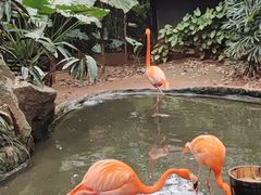 -海南热带野生动植物园