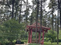 -铁山坪森林公园