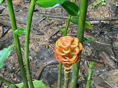 -中国科学院西双版纳热带植物园