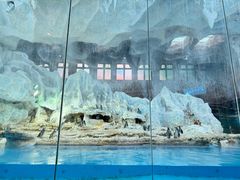 -帝企鹅自助餐厅•儿童岛•真企鹅(长隆企鹅酒店)