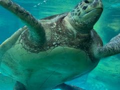 -海合安成都极地海洋公园