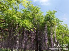 -嘉定紫藤园