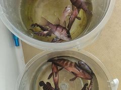 -小猫钓鱼海钓俱乐部(椰梦长廊店)