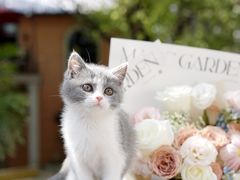 -翊宠yipet猫狗购宠庄园犬舍•猫舍