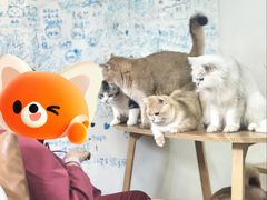 -李小姐の猫咖啡馆(五角场店)