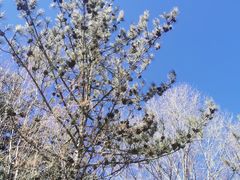 -青藏高原野生动物园