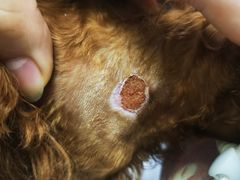 -康乐宝动物医院