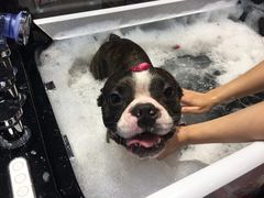 -MOLLY'S萌宠生活馆