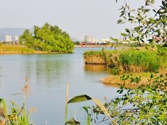 -芒洲湿地公园